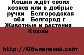Кошка ждёт своих хозяев или в добрые ручки - Белгородская обл., Белгород г. Животные и растения » Кошки   